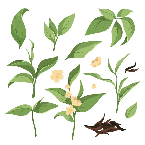 緑茶の葉、開花枝、乾燥黒茶のコレクション. — ストックベクタ