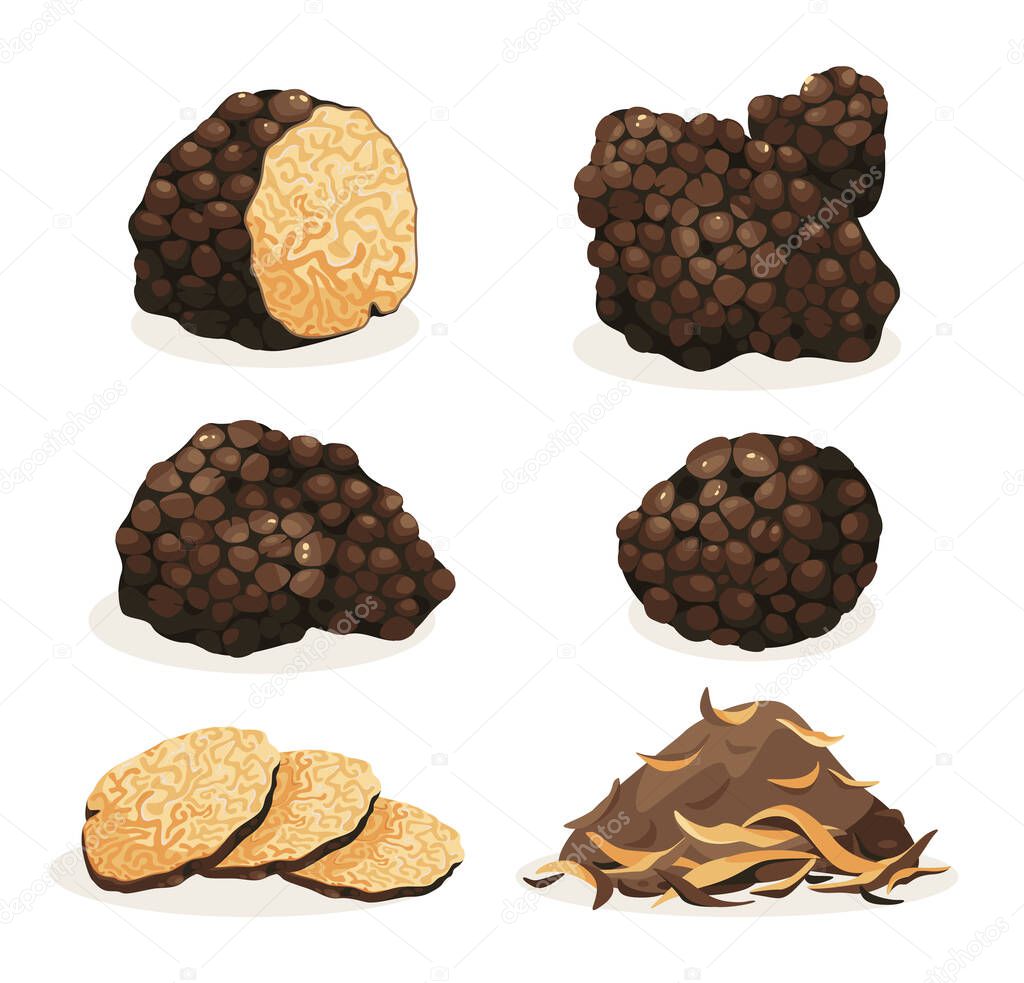 Truffle vector illustration. Black truffle mushroom vector cartoon set.