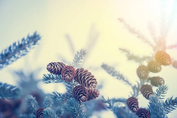 Fundo de Natal com neve coberto de abeto congelado com cones em cores de matiz azul e espaço de cópia — Fotografia de Stock