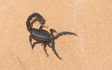 Black Hairy Thick Tailed Scorpion, Namibia clipart