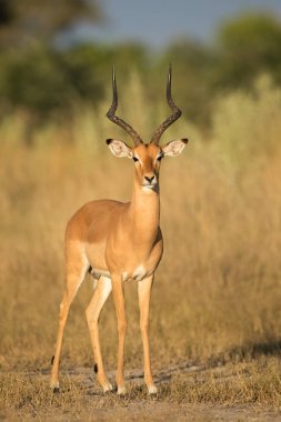 Impala Ram, Botswana clipart