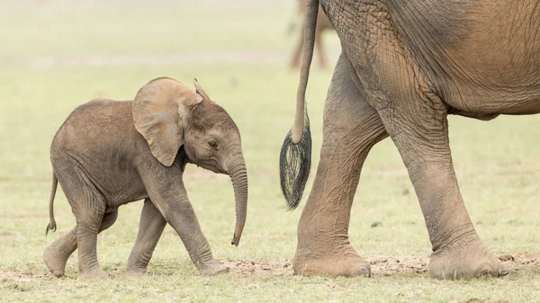 Elefante bebé en Amboseli, Kenia — Foto de Stock