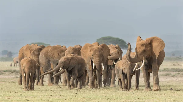 Manada de elefantes africanos em Amboseli, Quênia — Fotografia de Stock