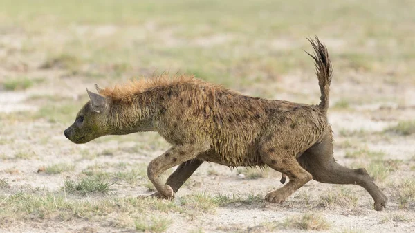 Gefleckte Hyäne in Amboseli, Kenia — Stockfoto