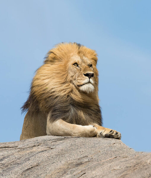 Portrait of a large male Lion on top of a rock in Tanzania's Serengeti National Park
