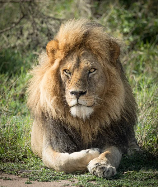 Grote volwassen mannetjes leeuw, Serengeti, Tanzania — Stockfoto