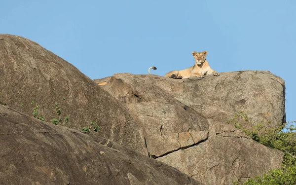 Leonessa su un Kopje nel Serengeti, Tanzania — Foto Stock