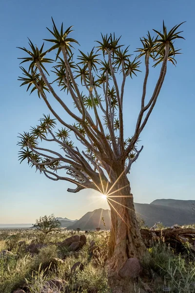 箭袋树，纳米布兰德储备，纳米比亚 — 图库照片