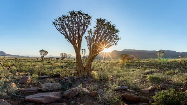 Quiver Tree, Namib Rand Reserve, Namibie — Photo