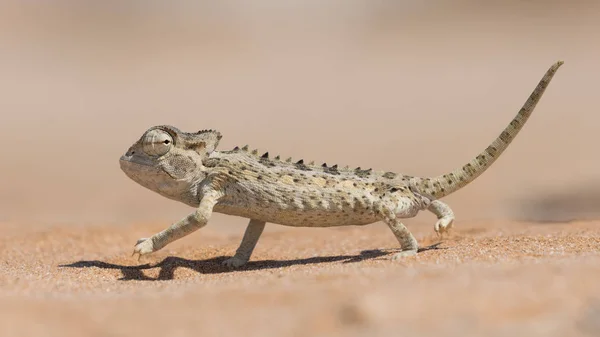 Namaqua kameleont, Swakopmund, Namibia — Stockfoto