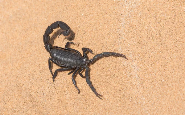 Preto peludo grosso cauda escorpião, Namíbia — Fotografia de Stock