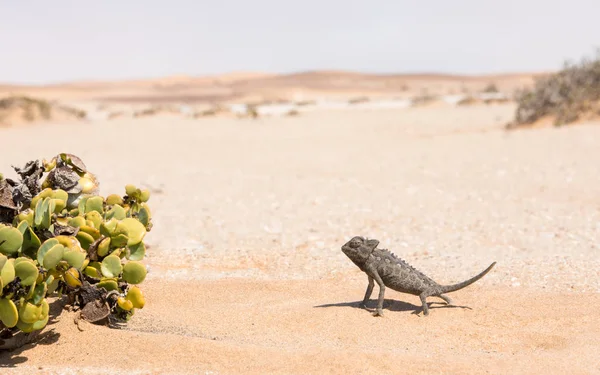 Namaqua 카멜레온, Swakopmund, 나미비아 — 스톡 사진