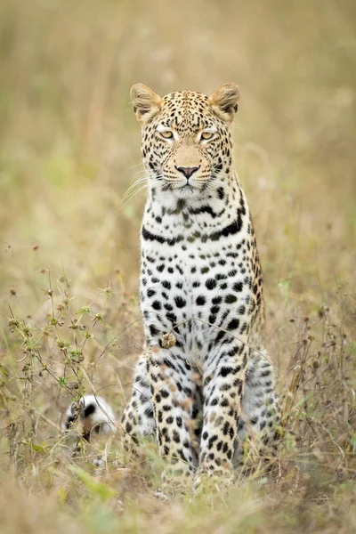 Jovem leopardo do sexo masculino, Botsuana — Fotografia de Stock