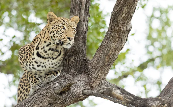 Junger männlicher Leopard, Botswana — Stockfoto