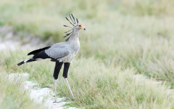 Sekreter kuşu, Savuti, Botsvana — Stok fotoğraf