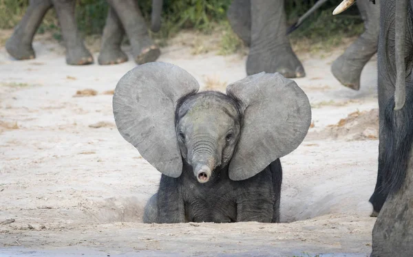 Elefante bebé, Botswana — Foto de Stock