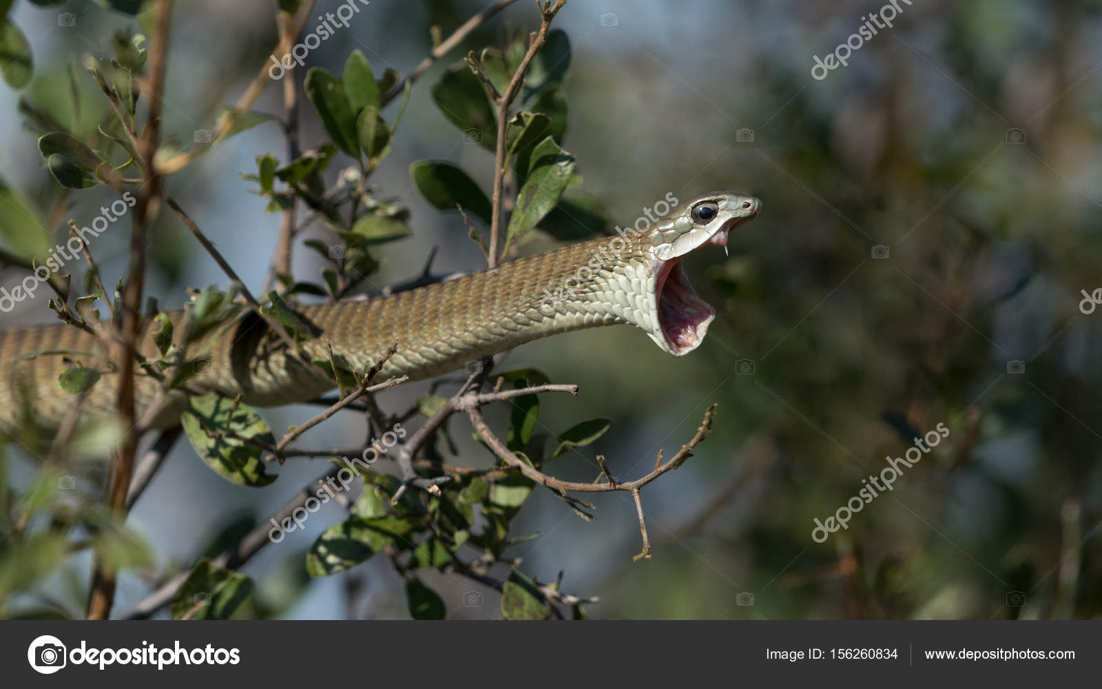 Female Snake