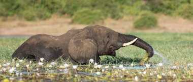 Fil Chobe nehir, Botsvana