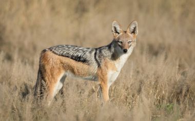 Siyah çakal, Savuti, Botswana destekli