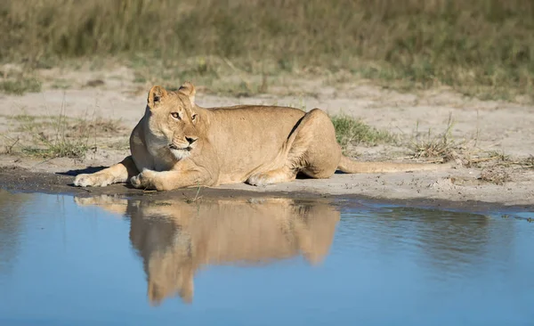 Lionne avec réflexion, Botswana — Photo