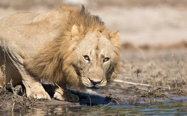 Mężczyzna lew, Botswana — Zdjęcie stockowe