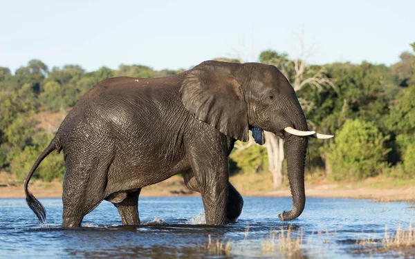 Éléphant, la rivière Chobe, Botswana — Photo