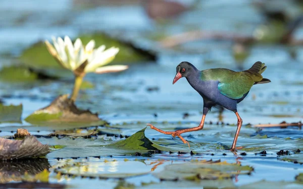 Άλλεν Gallinule, Μποτσουάνα — Φωτογραφία Αρχείου