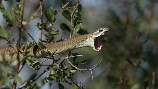 Serpent boomslang femelle au Botswana — Photo