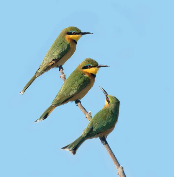 Tre små bønneetere, Botswana – stockfoto