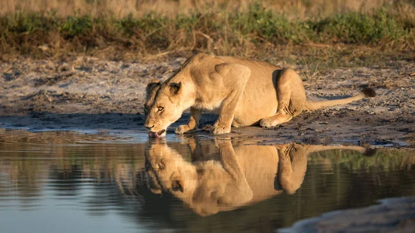 Beber leona, Savuti, Botswana —  Fotos de Stock