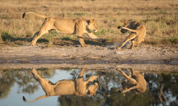 Lwy, grając w pobliżu wody, Savuti, Botswana — Zdjęcie stockowe