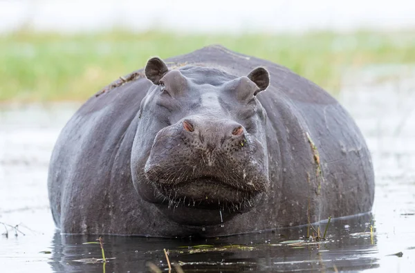 Rivière femelle hippopotame, Chobe, Botswana — Photo