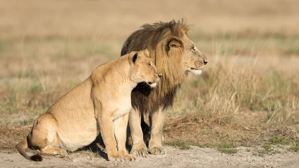 Leão macho e fêmea, Botsuana — Fotografia de Stock