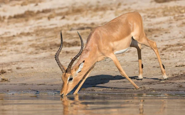 Imala Ram dricksvatten, Chobe River, Botswana — Stockfoto