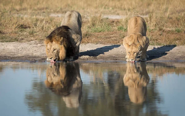 Leões masculinos e femininos bebendo, Savuti, Botswana — Fotografia de Stock