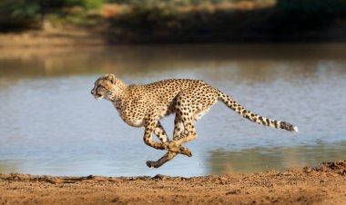 Cheetah koşma, (Acinonyx jubatus), Güney Afrika