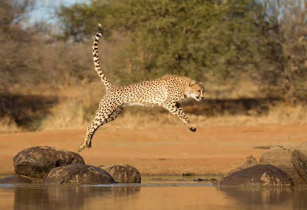 Geparden springen zwischen zwei Felsen, (acinonyx jubatus), süd afr — Stockfoto