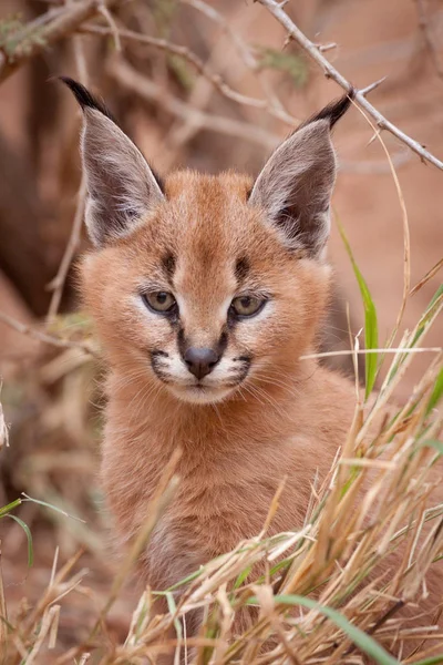 CARACAL Kitten, Jihoafrická republika — Stock fotografie