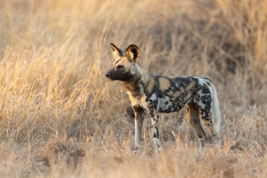 Afrika ya da Cape Av Köpeği, Kruger Parkı, Güney Afrika