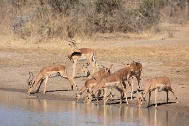 Impala sürüsü, Kruger Park, Güney Afrika