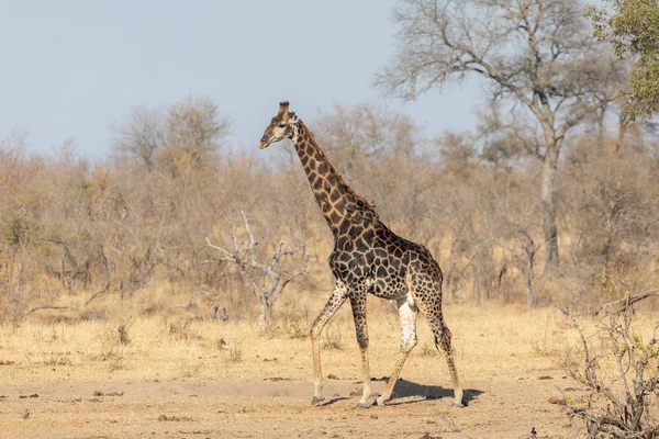 Girafa Sul Macho Escuro Kruger Park África Sul — Fotografia de Stock