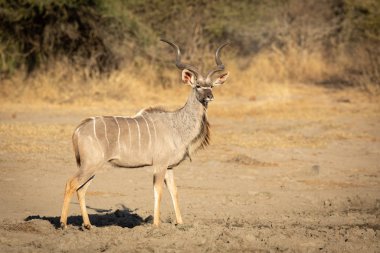 Büyük Kudu Boğa Antilobu, Kruger Parkı, Güney Afrika
