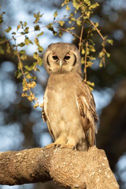Verreaux 'nun Kartal Baykuşu, Kruger Park, Afrika' da tünemiş ve tetikte.