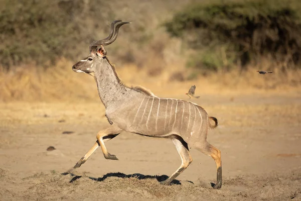 Velký býk Kudu utíká před nebezpečím, Kruger Park — Stock fotografie