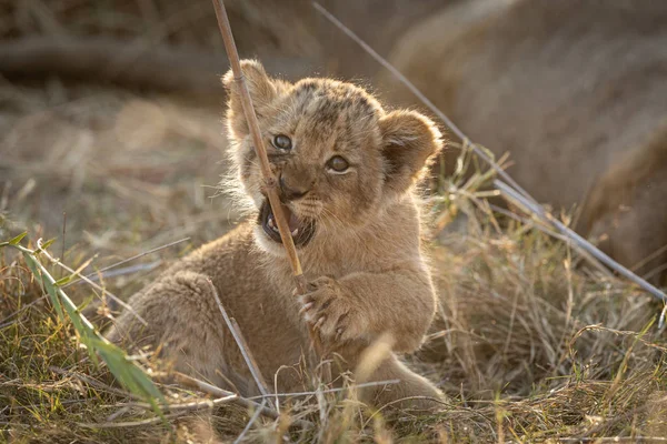 Malé lví mládě žvýkající hůl, Jihoafrická republika — Stock fotografie