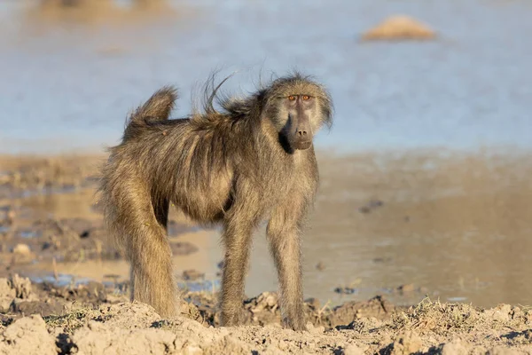 Chacma Baboon manliga Kruger Park, Sydafrika — Stockfoto