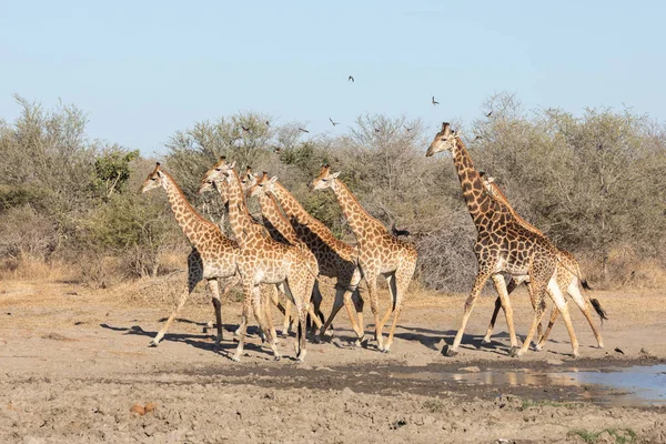 Stádo jižních žiraf běží, Kruger Park — Stock fotografie