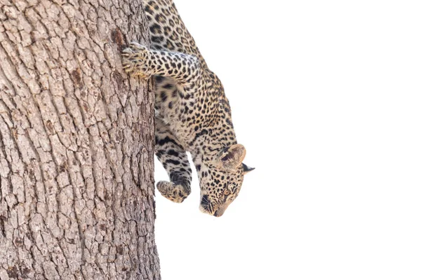 Joven leopardo descendiente de un árbol, Kruiger Park —  Fotos de Stock