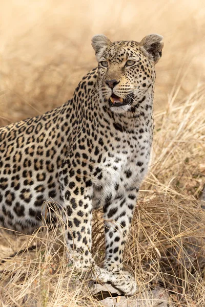 Adult female African Leopard standing alert, South Africa — Stock Photo, Image