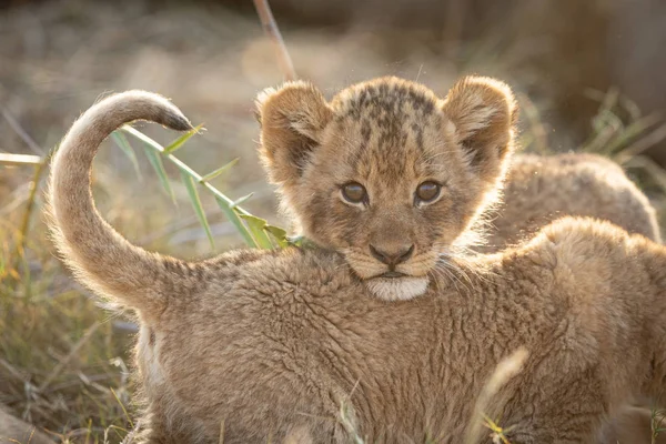 Malé africké lví mládě, Kruger Park, Jihoafrická republika — Stock fotografie